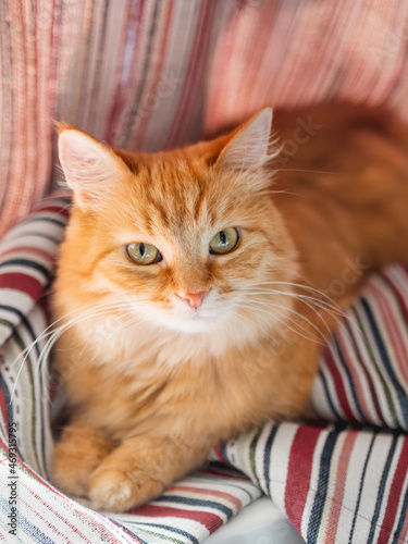 Cute ginger cat is hiding on window sill in striped curtains. Curious fluffy pet at home.