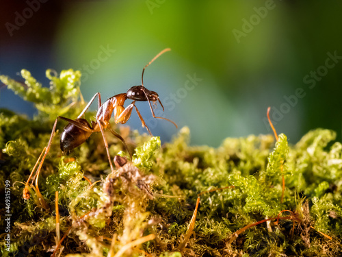 Macro photo of ant on green moss. Close up portrait of insect on dark background. © Konstantin Aksenov