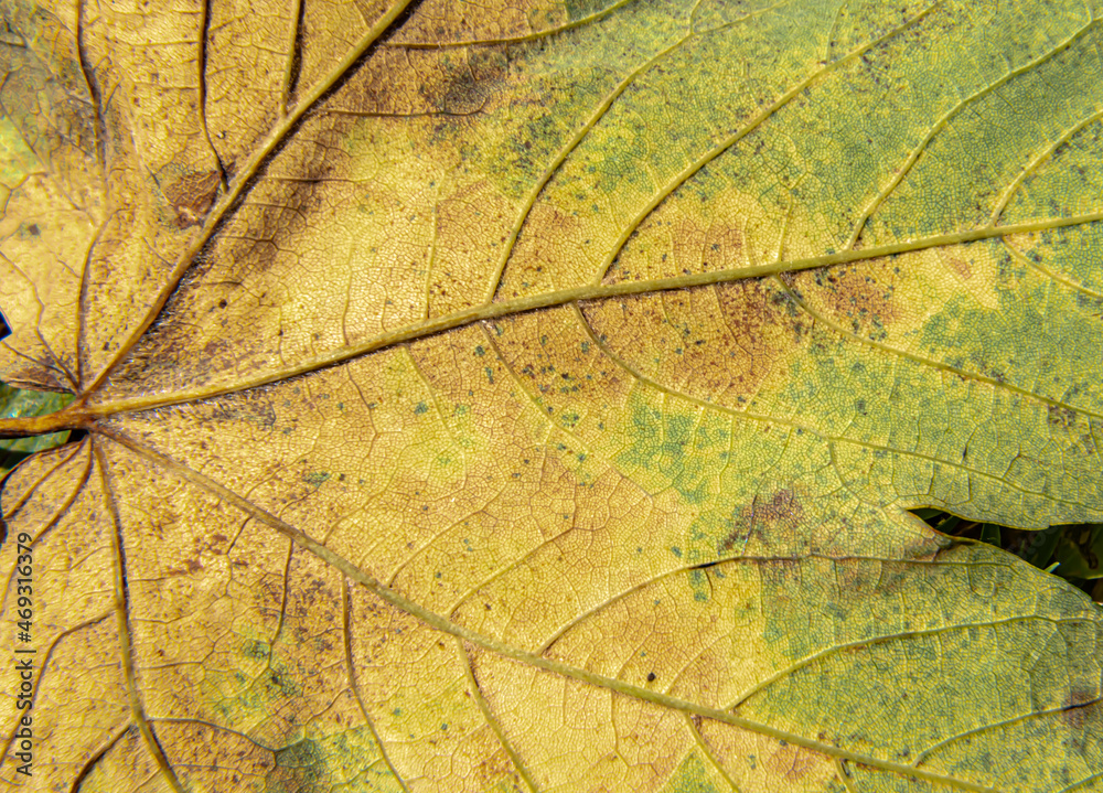 Obraz premium Autumn Leaf