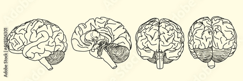 Realistic brain outline set in vector illustration with side half front back view