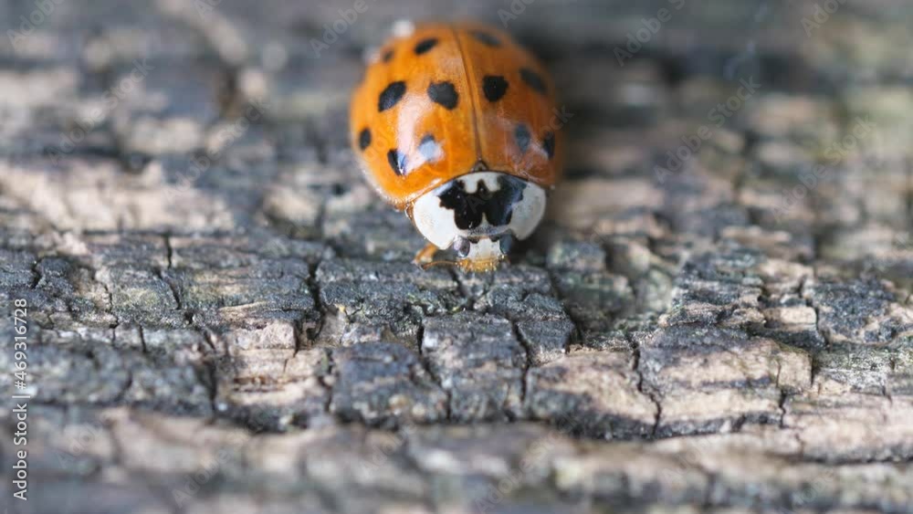 A close up view of a ladybug on a wooden surface. A close up view of a ladybug on a wooden surface.