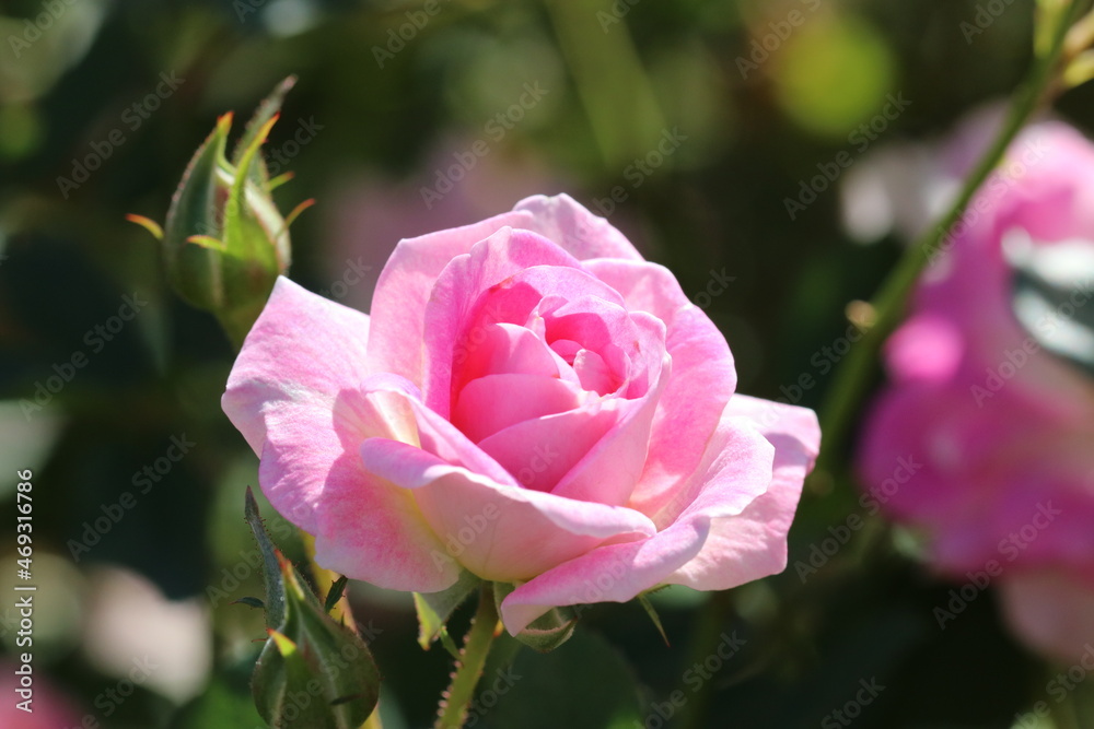 Japanese breed pink rose 