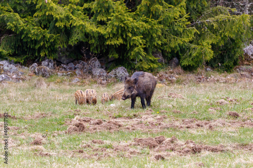 Wild boar with cute piglets on a field at the woodland edge