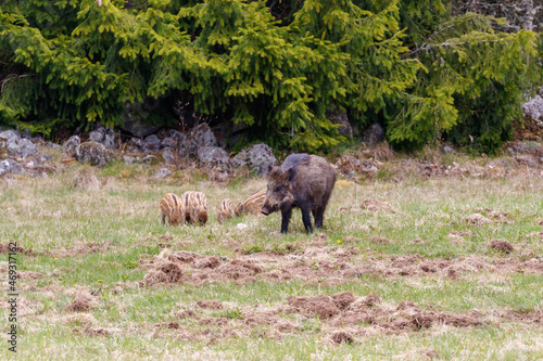 Fotografía Wild boar with cute piglets on a field at the woodland edge