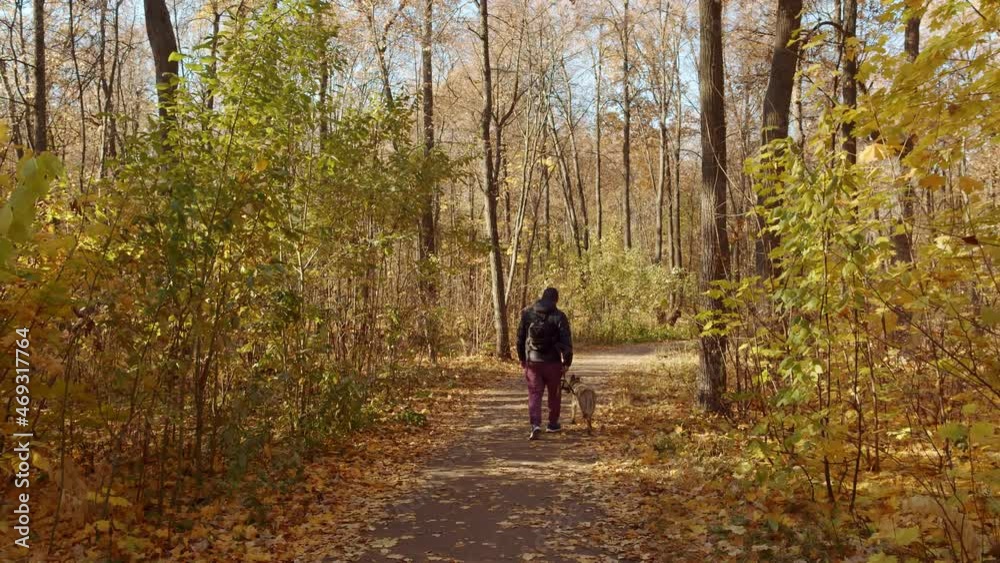 Walk through the autumn park with the dog. A young man accompanied by a dog walks among old trees covered with colorful leaves. Shooting in motion. High quality. 4k footage. Walk through the autumn park with the dog. A young man accompanied by a dog walks among old trees covered with colorful leaves. Shooting in motion. High quality. 4k footage.