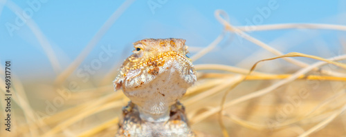 Desert agama sits on a sand dune in the desert on a bright sunny day photo