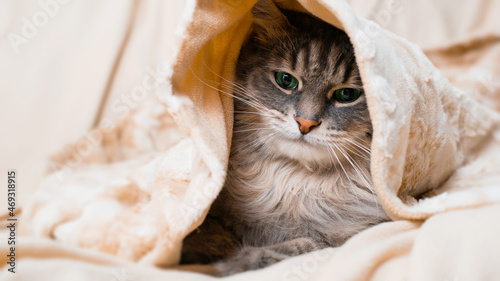 Portrait of gray cat wrapped in blanket, sadly looking down with green eyes, close-up. Cute furry pet lying cosy on sofa at home. Animal theme