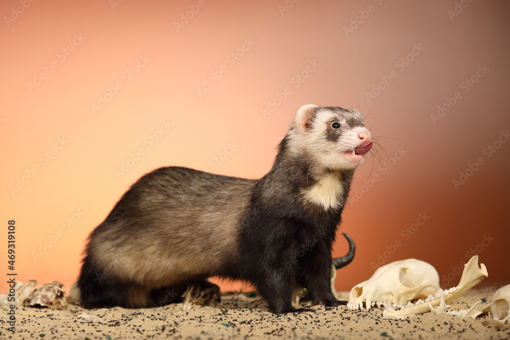 Halloween creepy studio portrait of adult ferret with skulls Halloween creepy studio portrait of adult ferret with skulls