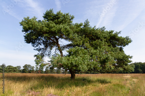 tree in moorland