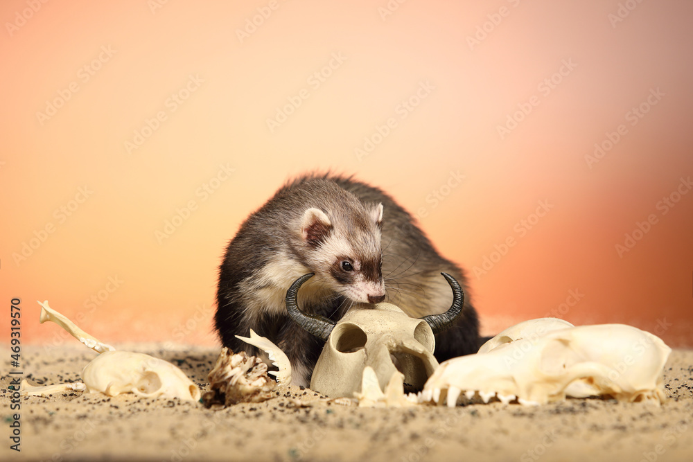 Obraz premium Halloween creepy studio portrait of adult ferret with skulls