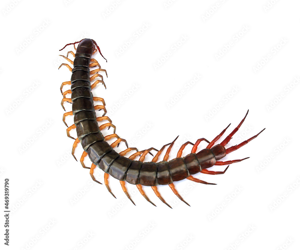 Close-up photo of a large centipede lying on a white background. Close-up photo of a large centipede lying on a white background.