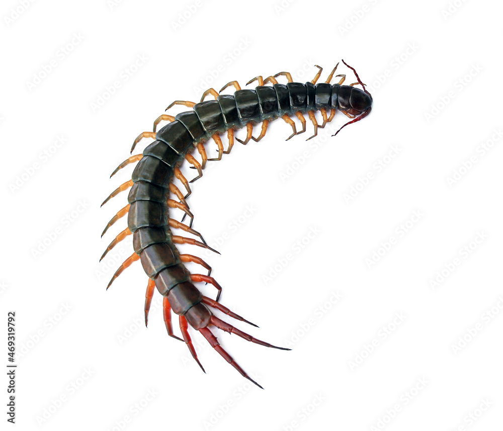 Close-up photo of a large centipede lying on a white background. Close-up photo of a large centipede lying on a white background.
