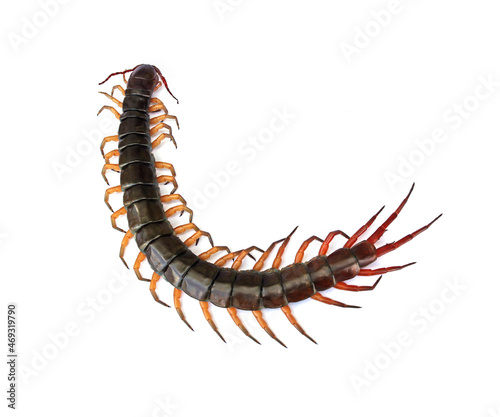 Close-up photo of a large centipede lying on a white background.