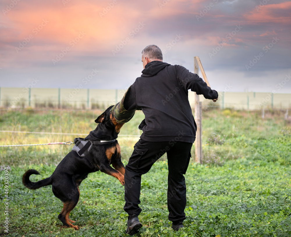 training of puppy rottweiler