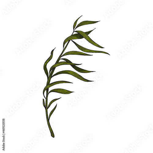 Ocean seaweed plant with long leaves, hand drawn vector illustration isolated.