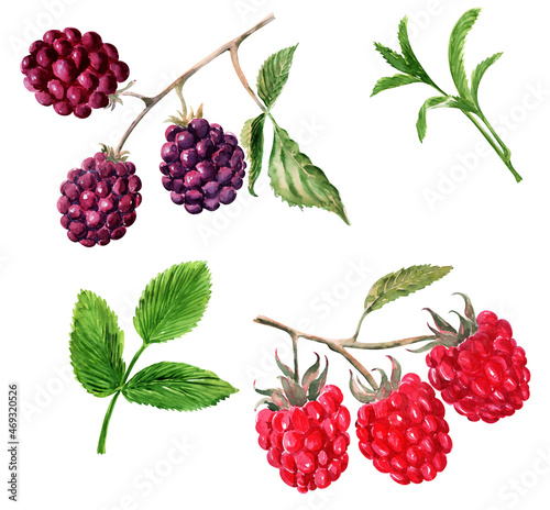 Watercolor illustration with twigs, fruits and leaves of blackberries and raspberries