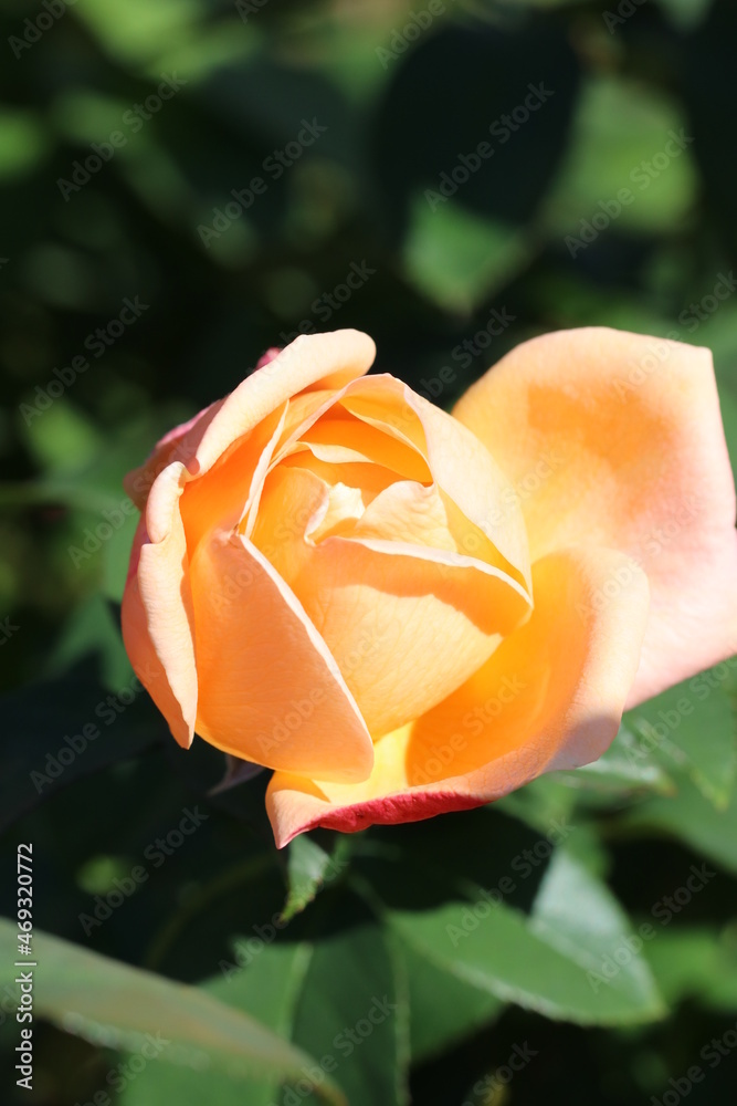 Japanese Original Breeded Rose Blossom Yume 日本作出の薔薇の花 夢 の蕾がサkンとする画像 Stock Photo Adobe Stock