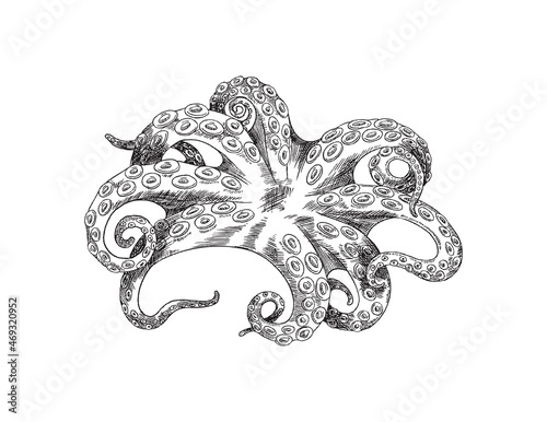 Octopus or devilfish vintage engraved hand drawn vector illustration isolated.