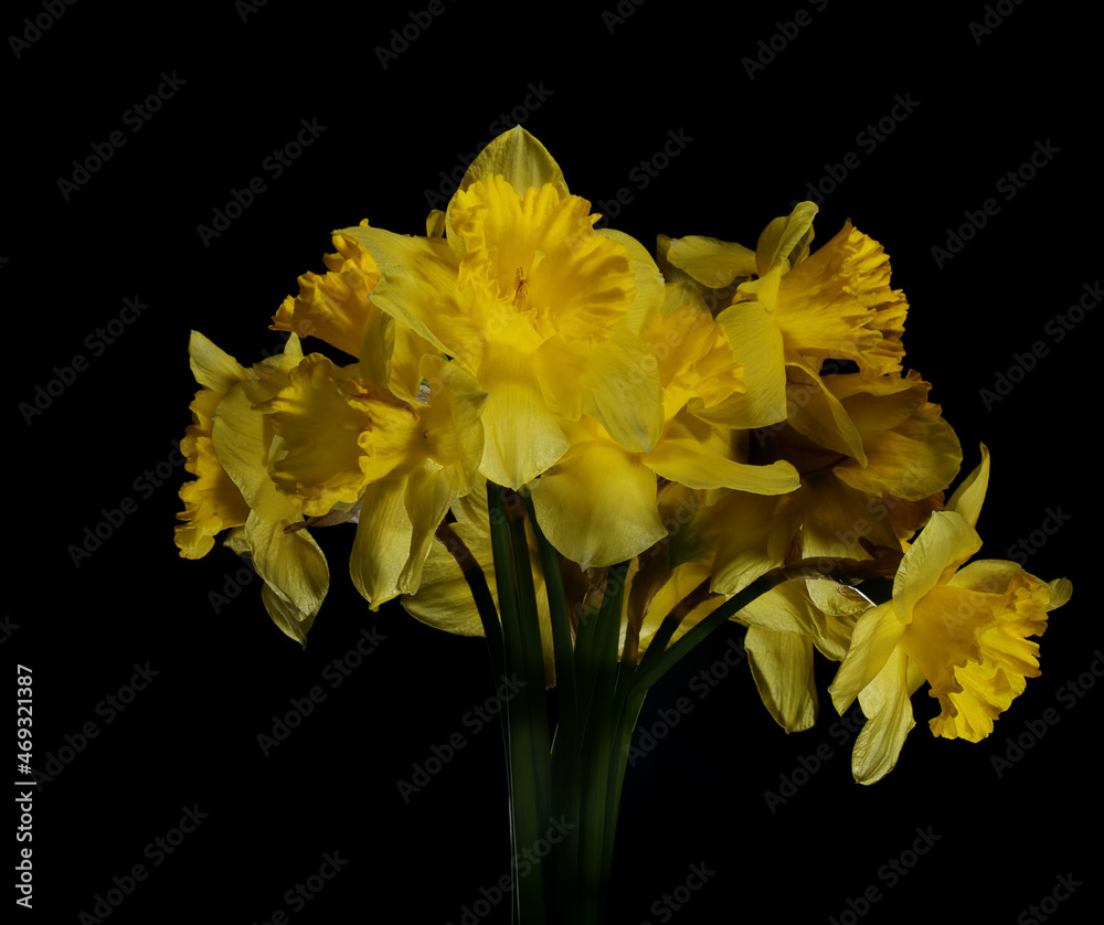 Bouquet of yellow daffodils on a black background