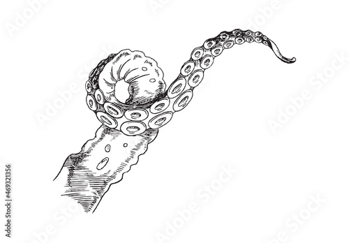 Octopus tentacle sketch. Vector black and white hand drawn illustration of single tentacle of marine animal.