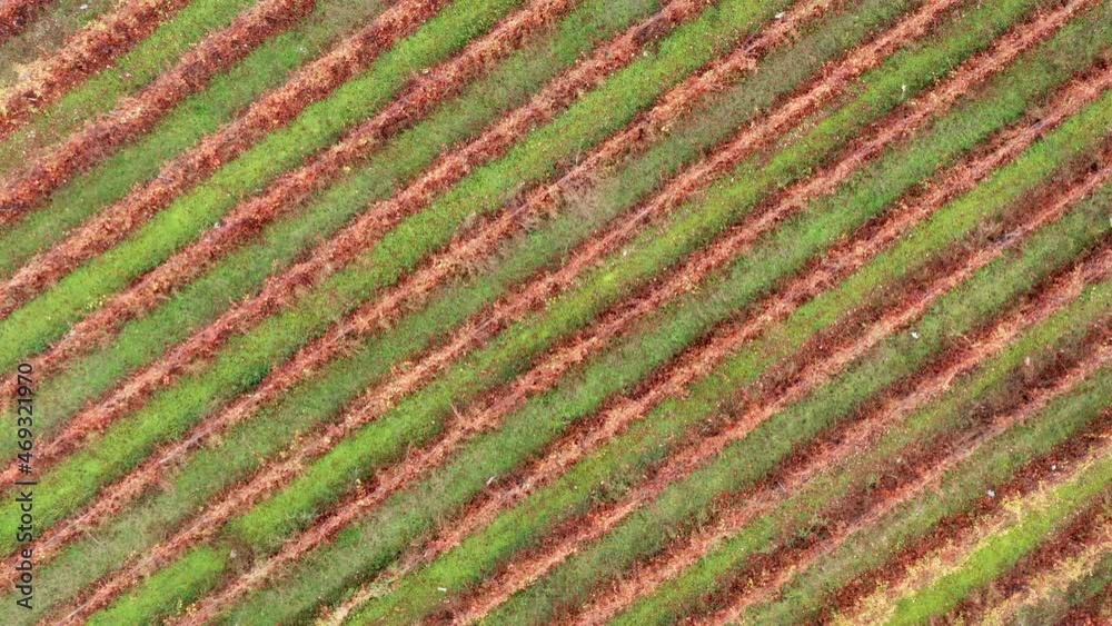 Vineyard in autumn - stripes and lines of grape vine in fall season. Texture and pattern of large cultivated field for sustainable organic production with long colorful rows - aerial drone top view. Vineyard in autumn - stripes and lines of grape vine in fall season. Texture and pattern of large cultivated field for sustainable organic production with long colorful rows - aerial drone top view.