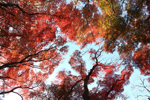 鎌倉の秋。天園「獅子舞の谷」の紅葉。