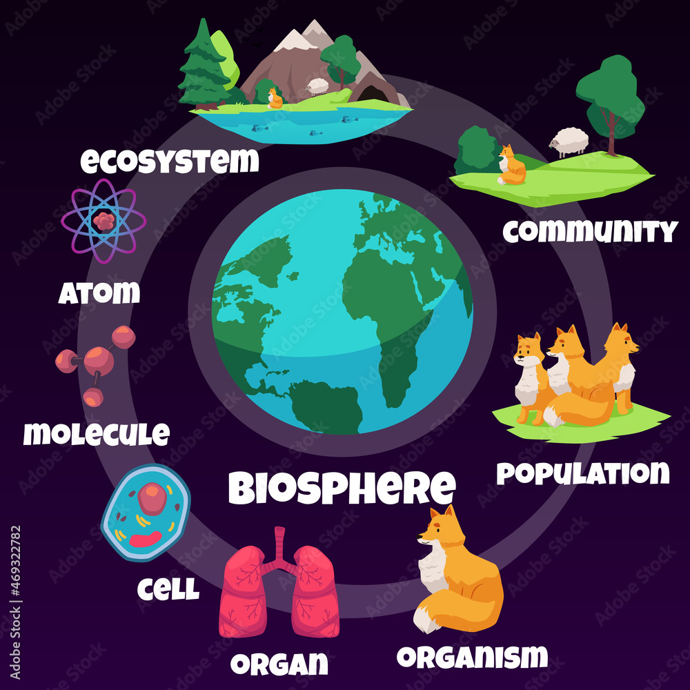 Biology hierarchy infographic about biosphere life population Biology hierarchy infographic about biosphere life population