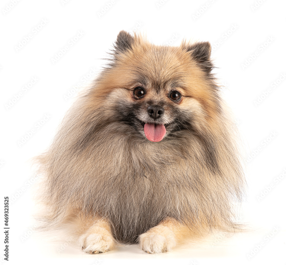 Obraz premium Brown Pomeranian Sheepdog lying down and looking ahead