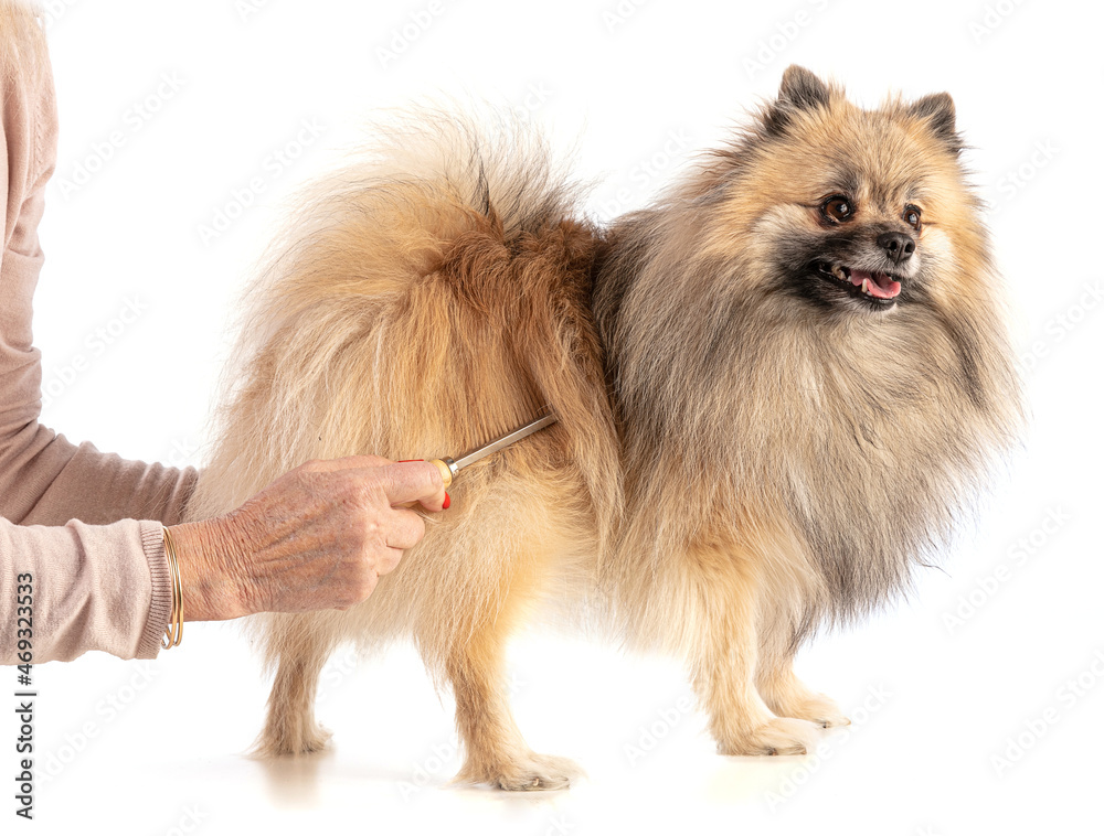 Obraz premium Brown Pomeranian Sheepdog getting his hair done