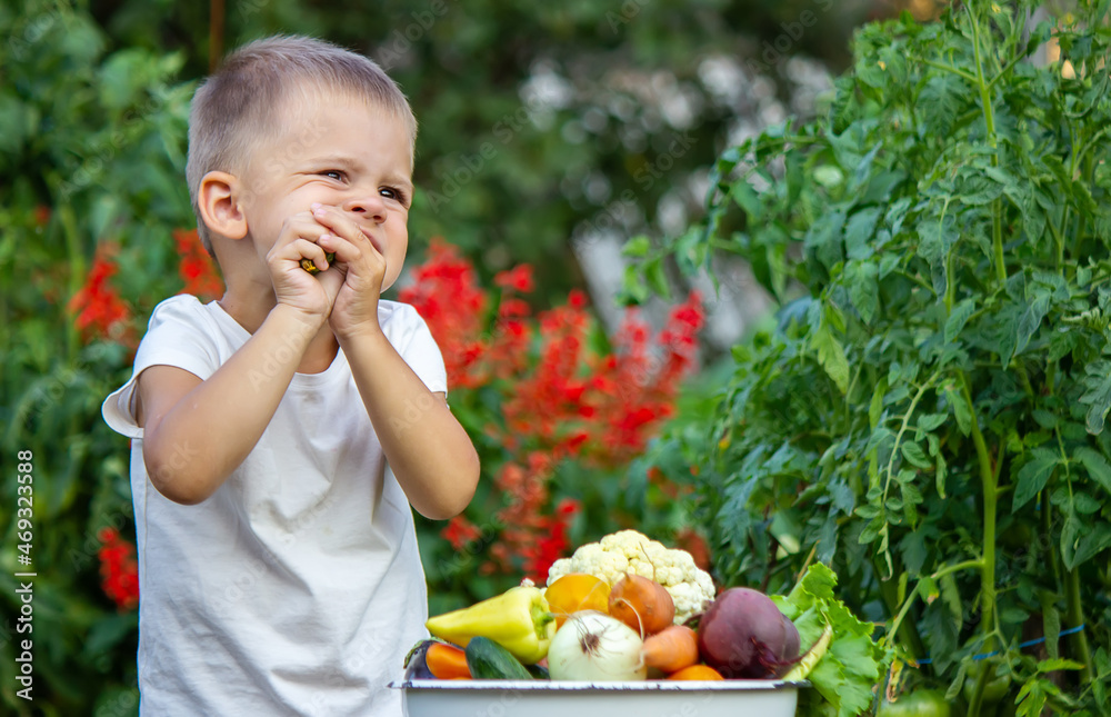 vegetables in the hands of children on the farm. Selective focus. vegetables in the hands of children on the farm. Selective focus.