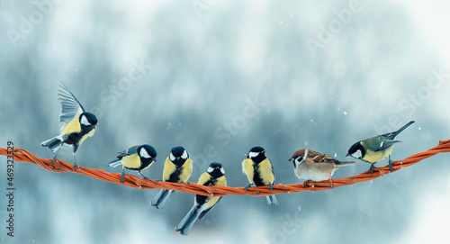 funny little birds sparrows and tits are sitting on a branch in the winter park