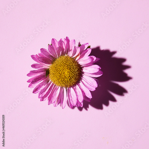 Beautiful floral background in lilac colors with aster flowers