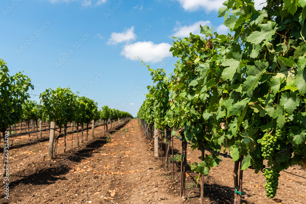 Grape Rows in Vineyard. Viticulture Farming