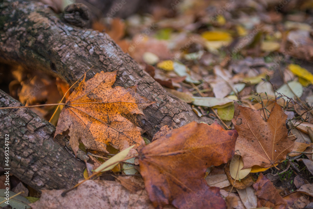 Autumn is golden in the forest. Backlit evening light. Autumn textural background. Bokeh
Autumn is golden in the forest. Backlit evening light. Autumn textural background. Bokeh