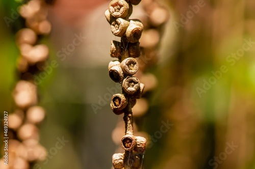 Close up of Melaleuca cajuputi seeds, commonly known as cajuput