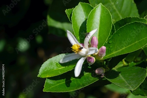 Lemon (Citrus limon) pink white flowers and green leaves