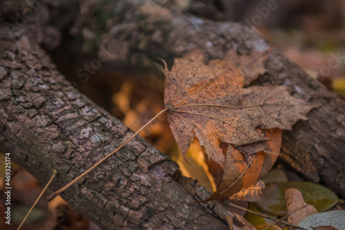 Autumn is golden in the forest. Backlit evening light. Autumn textural background. Bokeh
