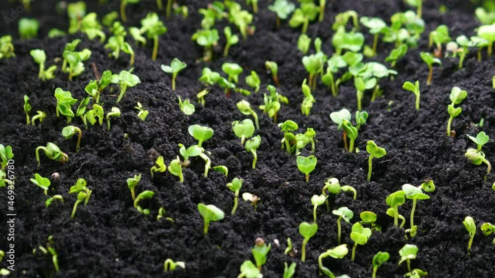Growing seeds in spring timelapse, sprouts germination, newborn cress salad Plant in greenhouse agriculture. The concept of life and nature Growing seeds in spring timelapse, sprouts germination, newborn cress salad Plant in greenhouse agriculture. The concept of life and nature