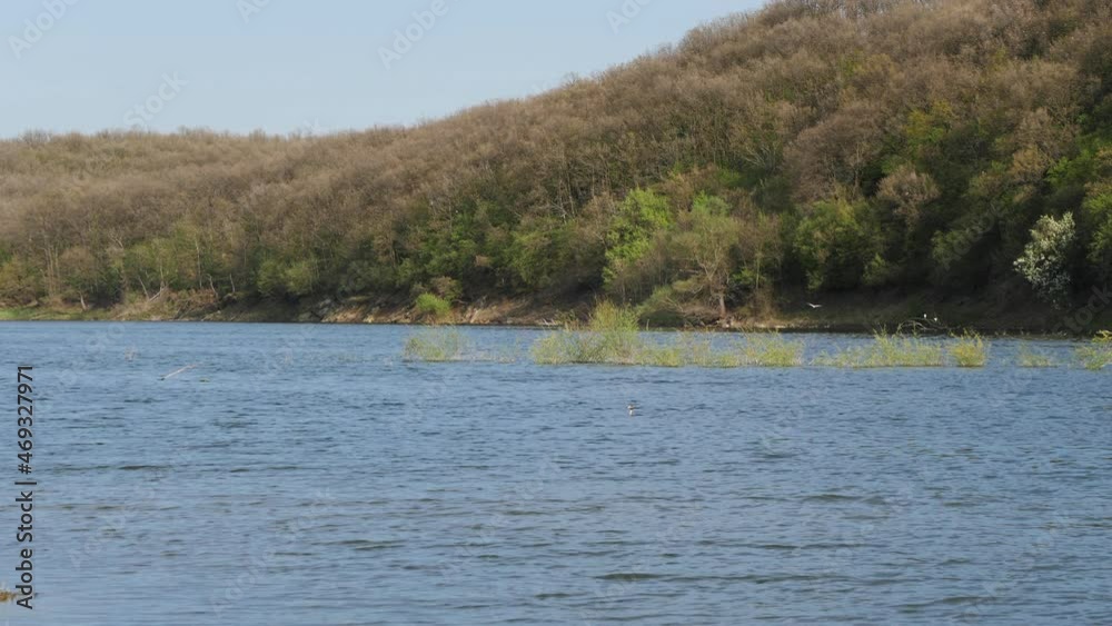 The life of birds around the water. Slow motion. The life of birds around the water. Slow motion.