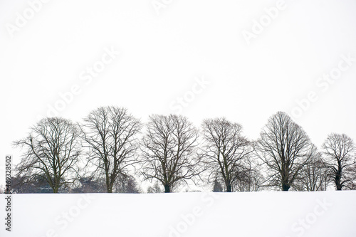 Line of bare trees in snow, Leicester, England, UK.