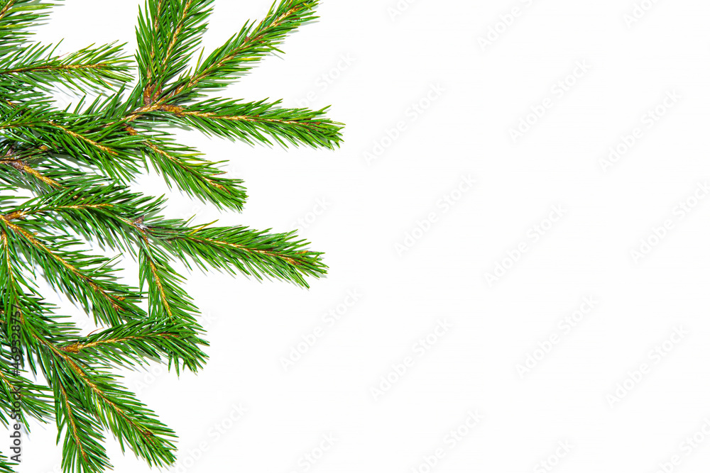 Obraz premium A branch of a green spruce on a white background with copy space.Blank, background for a holiday card for Christmas, new year 