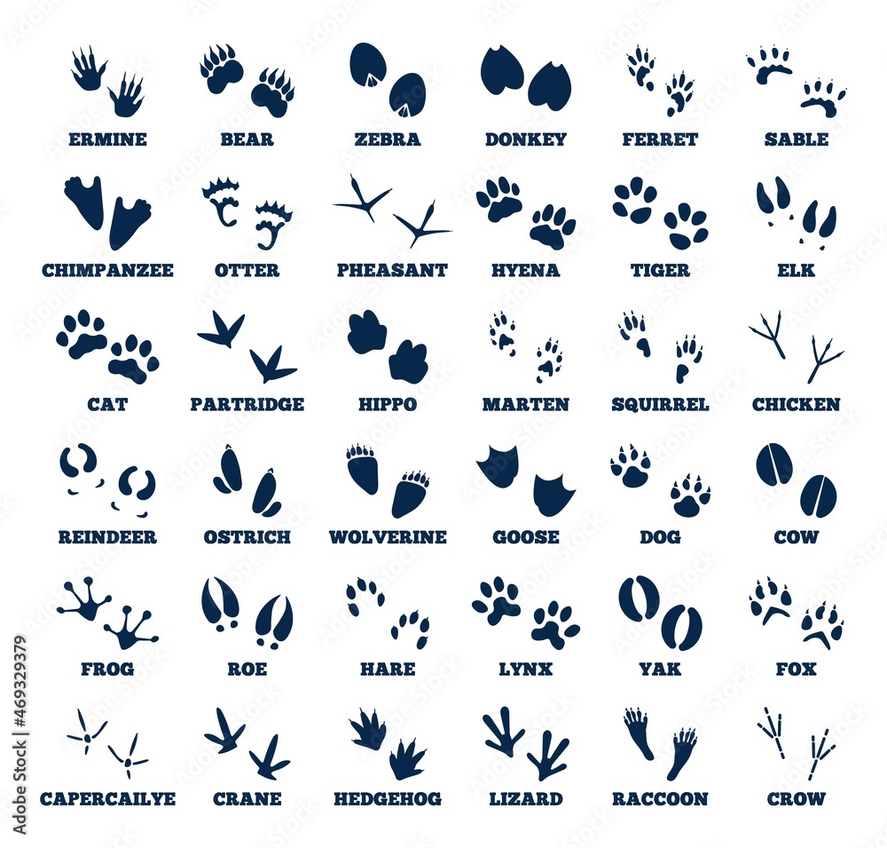 Animal tracks. Footprint animals, goose track. Isolated black trail of wild  forest fauna paws. Different natural prints of elk, goose, bear, recent  vector set Stock Vector