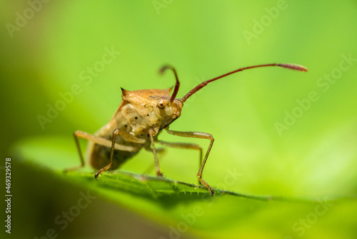 Small insect on green leaves macro image, Heteroptera bug