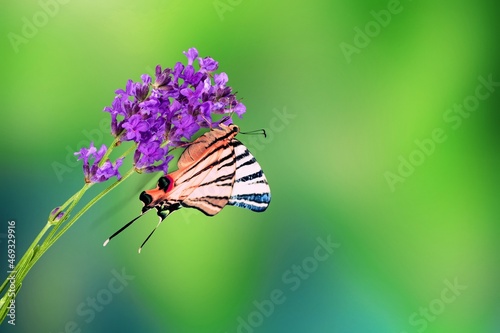 Beautiful wild medium-sized pierid butterfly found hanging on to the flower plant photo