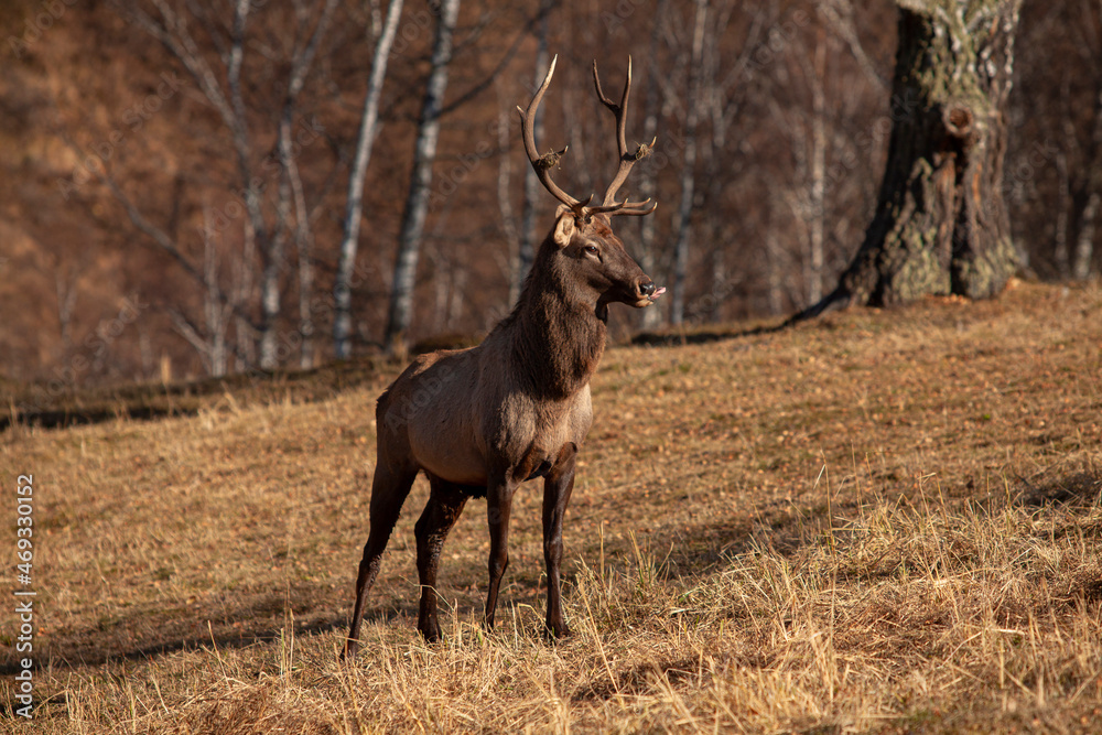 Red deer , Altai maral in its natural environment basks under the sun Red deer , Altai maral in its natural environment basks under the sun