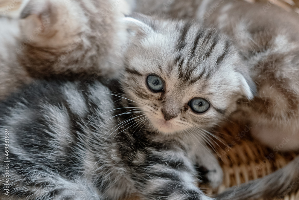 Naklejka premium Pretty scottish straight kitten in a straw basket