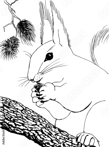    Drawing for coloring. A squirrel on a tree holds a cone.   