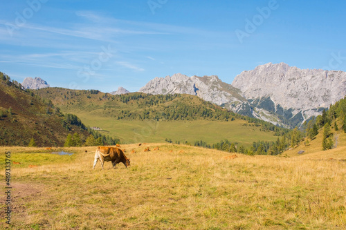 A dairy cow in its summer pasture at Laghi di Festons on Sella Festons near Sauris di Sopra  Udine Province  Friuli-Venezia Giulia  north east Italy 