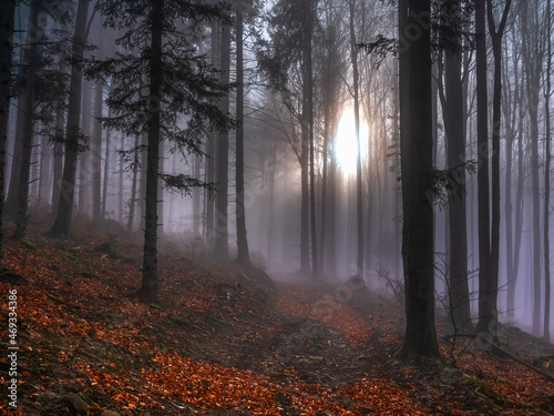 Jesienny las - mgły - Beskid Żywiecki, Jałowiec