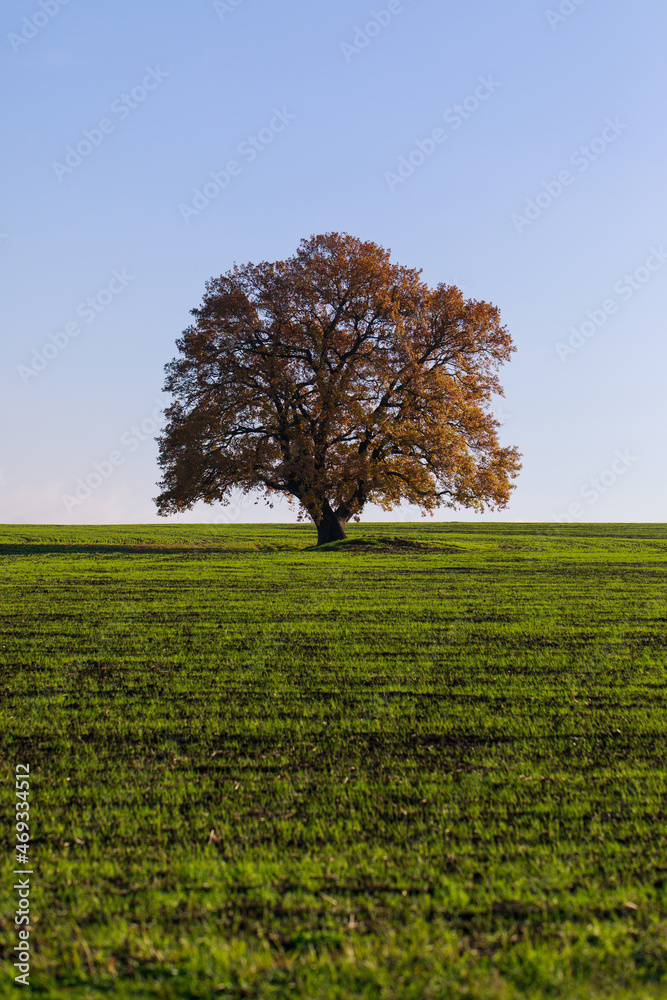 Lush single tree on a grass field Lush single tree on a grass field